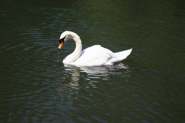 Gölette yüzen beyaz bir kuğu