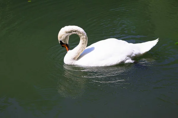 White Swan Swimming Pond — Stock Photo, Image