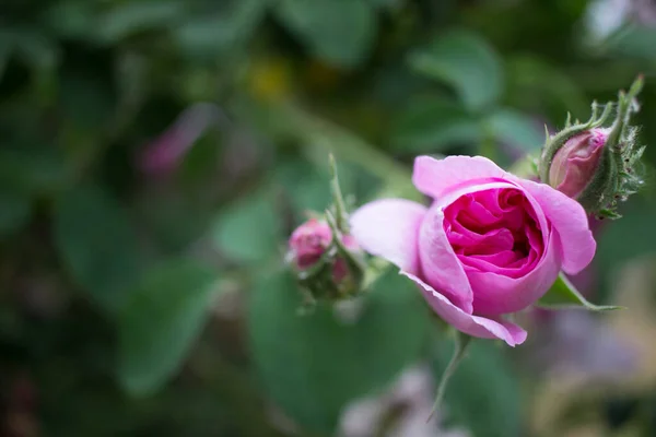 Gül goncası. Gül çalısı. Yeşil arka planda çiçek açan gül
