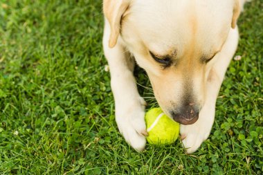 Açık havada çim yeşil tenis topuyla oynayan sevimli sarı labrador köpek, yakın çekim. Sığ derinlik-in tarla.