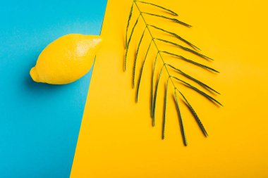 Taze limon meyve pastel mavi ve sarı zemin üzerine. En az yaz konsepti. Düz yatıyordu. C vitamini.