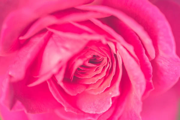 Крупним планом красивий рожевий квітковий фон троянди, весільний фон. М'який розмитий фокус, макрорежим . — стокове фото