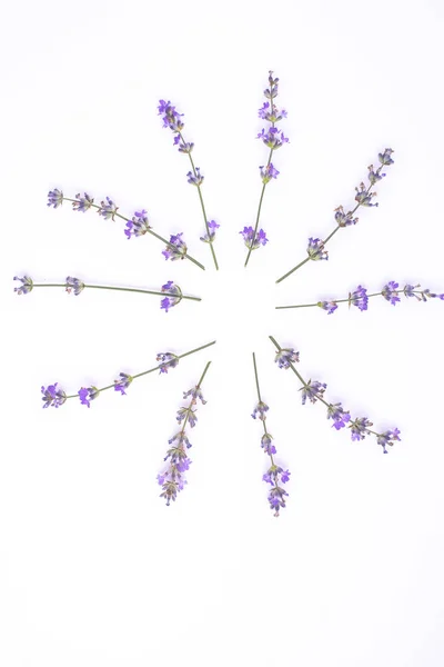 Fresh lavender flowers arranged on a white background. Lavender flowers mock up. Copy space. Minimal background concept.