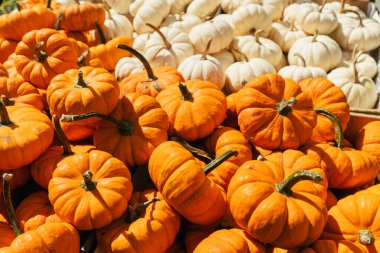 Taze sağlıklı biyolojik balkabakları, kışın kabaklar, sonbaharda tarım pazarında. Sağlıklı yiyecekler. Cadılar Bayramı ya da Şükran Günü süslemeleri.