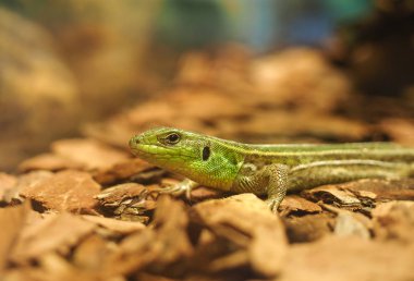 Kelebek kertenkeleler, küçük ölçekli kertenkeleler, kertenkele yer, kelebek agamas), Tayland