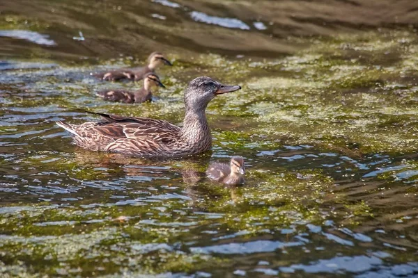 池上の鳥 — ストック写真