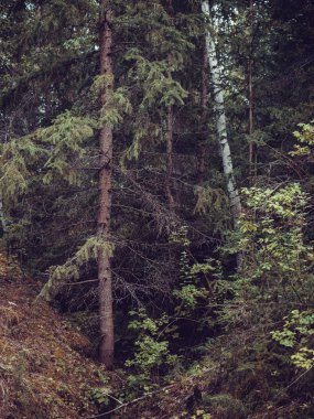 Günbatımı orman ağaçları güneş ışığı doğada yaz manzarası