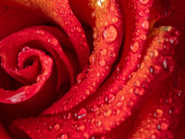 güzel gül çiçek yaprakları, farklı arka planlar üzerinde üzerinde damla ile portre.