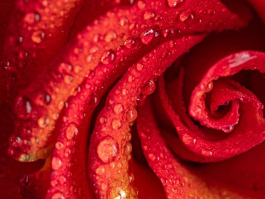 güzel gül çiçek yaprakları, farklı arka planlar üzerinde üzerinde damla ile portre.