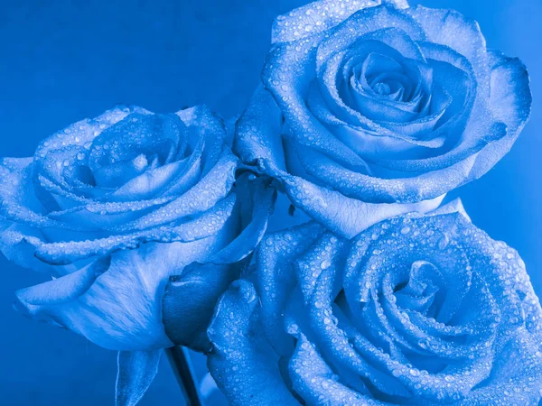 Closeup Beautiful Rose Flowers Drops Petals Different Backgrounds — Stock Photo, Image