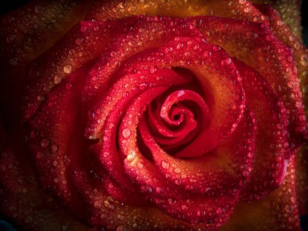 Primer Plano Hermosas Flores Rosas Con Gotas Pétalos Diferentes Fondos Imagen De Stock