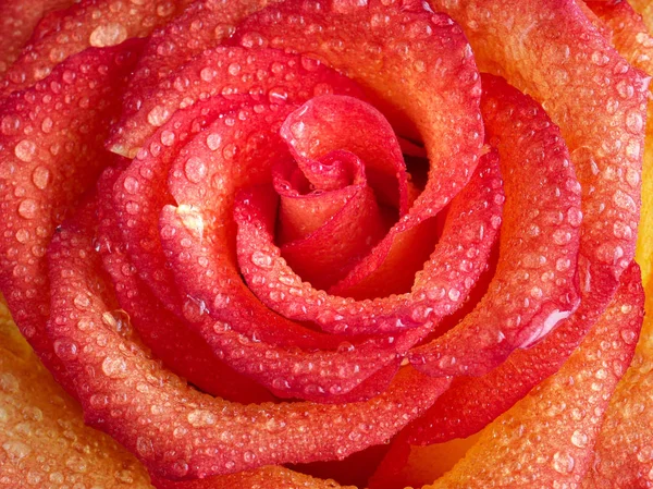 Primer Plano Hermosas Flores Rosas Con Gotas Pétalos Diferentes Fondos Fotos De Stock Sin Royalties Gratis