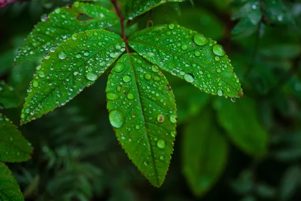 Foto Belle Foglie Verdi Con Gocce Pioggia Immagine Stock