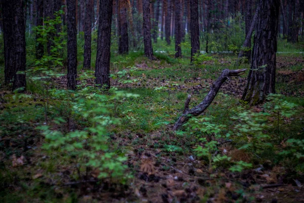 Lente bos bomen landschap. Lente natuur bos achtergrond bos — Stockfoto