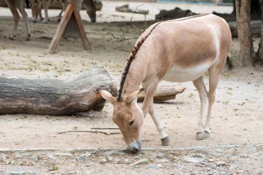 Hayvanat bahçesinde eşek, yüzükoyun, yiyecek arıyor.