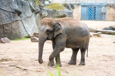 Hayvanat bahçesindeki fil. Kolonya - Almanya
