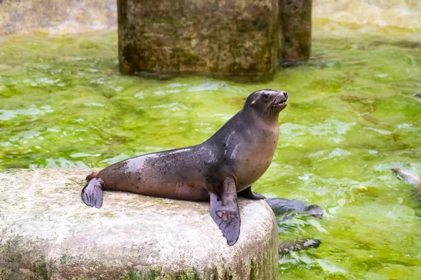 Sigillo Nello Zoo Guardando Immagine Stock