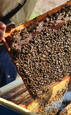 arıcı petek arı sürüsü inceliyor