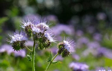 Phacelia çiçek kopya alanı ile yakın çekim