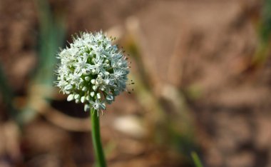bahçede beyaz sarımsak bir çiçek alan bir kopyasıyla