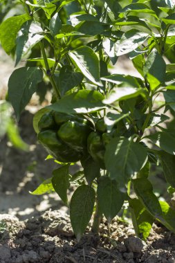 bahçede büyüyen yeşil tatlı biber