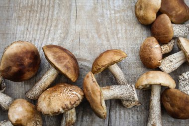 Gri bir arka plan kopya alanı ile üstten görünüm üzerinde çeşitli mantar