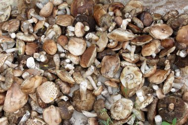 Gri arka plan, üstten görünüm üzerinde farklı mantar