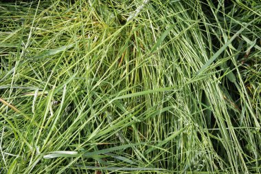 doğal bir arka plan olarak soyut yeşil çimen