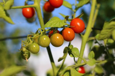 farklı Kemâl bahçede büyüyen kiraz domates