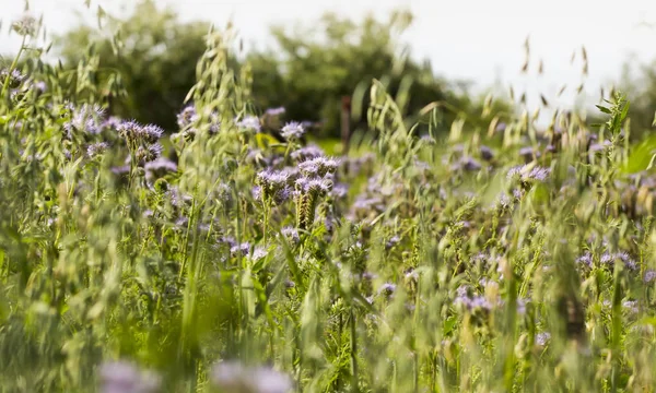 çiçekli phacelia yulaf ile alanıyla