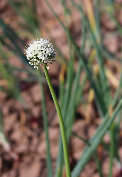one white garlic flower in the garden