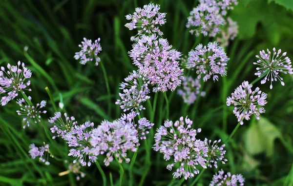 野生洋葱和野生大蒜的紫色花 — 图库照片