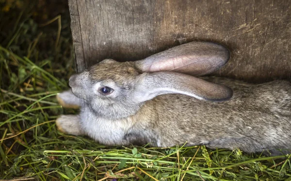 a gray rabbit is caged on a farm