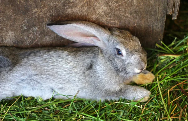 Graues Kaninchen Liegt Einem Käfig Gras — Stockfoto