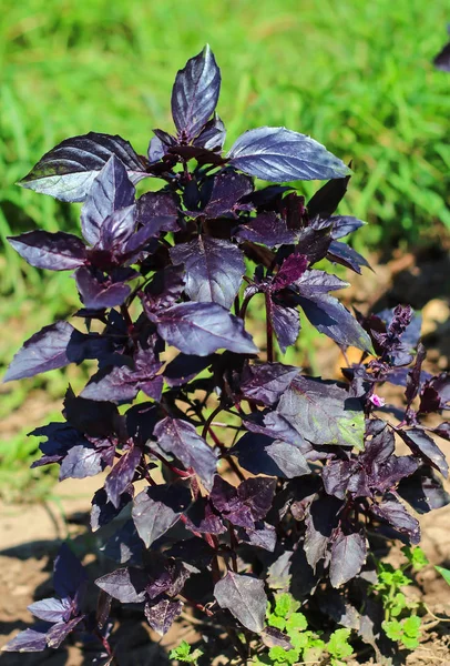 Feuilles Basilic Violet Mûr Gros Plan Dans Jardin Herbes Épicées — Photo
