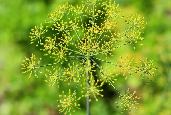 Blomställning Blommande Doftande Dill — Stockfoto