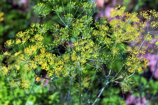 Blommande Buske Fänkål Bakgrund Grön — Stockfoto