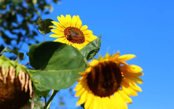 Žluté Květy Slunečnic Jasné Slunečné Počasí Proti Modré Obloze — Stock fotografie