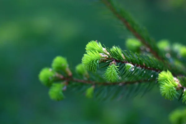 green twigs of spring coniferous tree on blurred green background