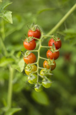 bahçede büyüyen olgun kiraz domates