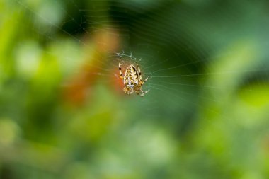 yeşil bir arka plan üzerinde büyük bir örümcek ile Web