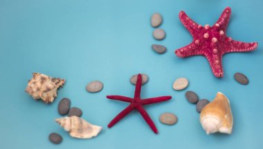 Güzel yaz kabukları ile mavi arka plan ve yıldız kopya alanı ile arka plan