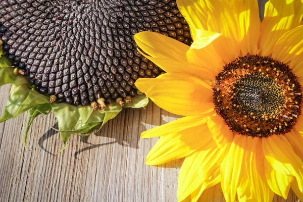 Beautiful yellow sunflower and black seeds in another sunflower on wooden background