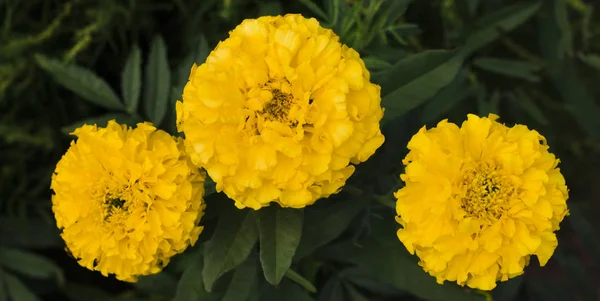 Stock image three beautiful yellow flowers marigolds grow in the garden.