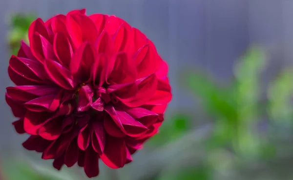 Grote Rode Dahlia Groeien Tuin — Stockfoto