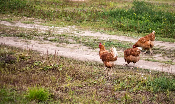 Kırsal Bir Yolda Yürürken Tavuk — Stok fotoğraf