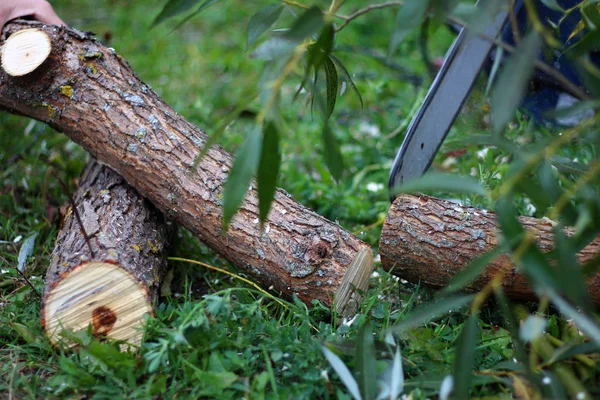 Sawn Tree Green Grass — Stock Photo, Image