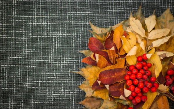 Φθινόπωρο Φύλλα Και Rowan Γκρι Φόντο Αντίγραφο Χώρου — Φωτογραφία Αρχείου