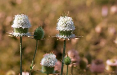 Büyüyen doğa üzerinde sıradan dizel çiçek