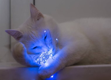 güzel beyaz bir kedi üzerinde parlayan mavi çelenk nibbles